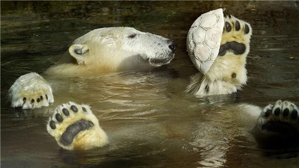 Eisbär schwimm rücklings im Wasser
