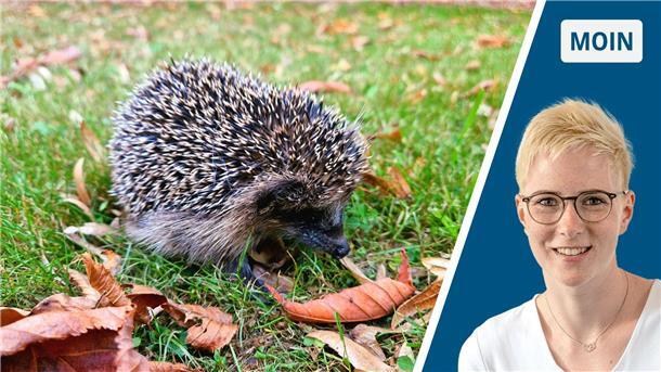 Ein kleiner Igel sitzt zwischen braunen Blättern auf dem Rasen.