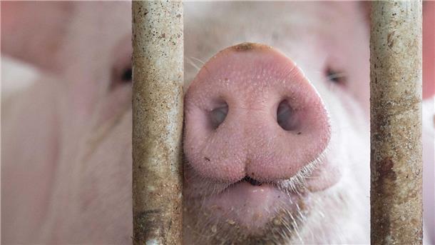 FDP kritisiert „Tierwohlcent“ - Zuspruch von Bauernverbänden Das Agrarministerium hat für den „Tierwohlcent“ ein Konzept für eine Verbrauchssteuer auf Fleisch und Fleischprodukte erarbeitet.