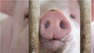 Das Agrarministerium hat für den „Tierwohlcent“ ein Konzept für eine Verbrauchssteuer auf Fleisch und Fleischprodukte erarbeitet.