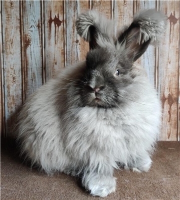 Das Foto zeigt ein Angora-Kaninchen. 