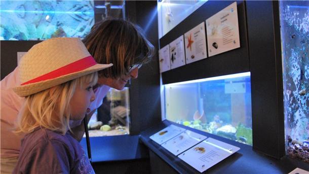Das Aquarium steht bei Besuchern des Nationalparkhauses hoch im Kurs. Doch es muss saniert werden. Unter anderem dafür hofft das Museum auf Fördermittel.