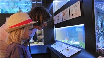 Das Aquarium steht bei Besuchern des Nationalparkhauses hoch im Kurs. Doch es muss saniert werden. Unter anderem dafür hofft das Museum auf Fördermittel.