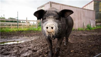 Das bei Instagram bekannt gewordene Angler Sattelschwein Bobby steht auf dem Bioland Hof Sonnenschein.