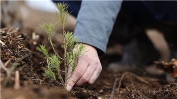 35 Jahre Bergwaldprojekt - wie sich der Wald verändert hat Das Bergwaldprojekt hat in 35 Jahren unter anderem zahlreiche Bäume gepflanzt. (Symbolbild)