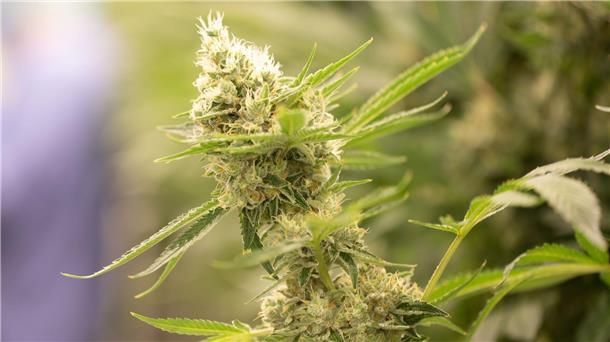 Verstößt Cannabis-Legalisierung gegen geltendes Recht? Das Bundesgesundheitsministerium will unter anderem mit Cannabis-Legalisierung den Schwarzmarkt eindämmen.