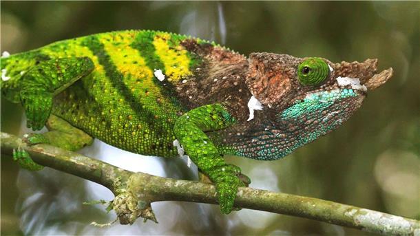 Das Chamäleon von O’Shaughnessy lebt nur in Madagaskar.