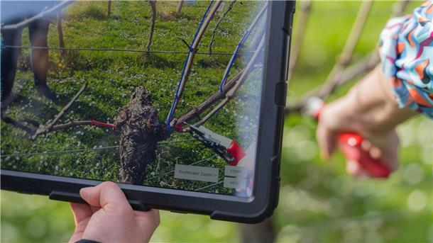 Künstliche Intelligenz beim Rebschnitt Das Display eines Tablets zeigt die Punkte, an dem die Rebe beschnitten werden soll.