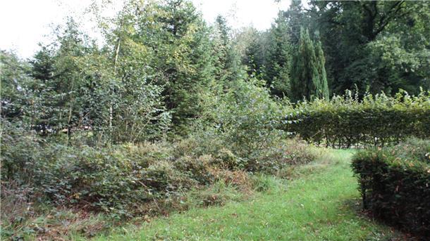 Dornenbeet auf dem Friedhof in Finna