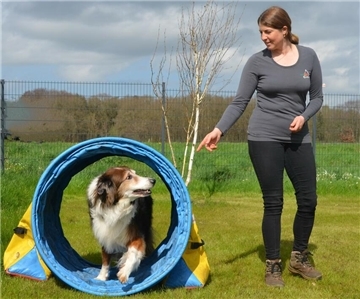 Unter den Augen der Hundetrainerin läuft ein Hund durch eine Rolle auf einer Wiese