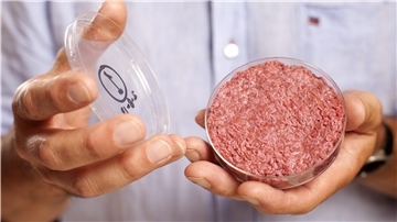 Das erste Hack aus der Petrischale: Bereits 2013 präsentierte Professor Mark Post von der Universität Maastricht Fleisch, das im Labor gezüchtet wurde. Mittlerweile gibt es zahlreiche Firmen – insbesondere in den USA, den Niederlanden und Israel –, die auf dem Gebiet aktiv sind.