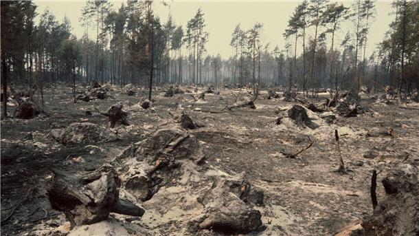 Das Feuer vernichtete Tausende Hektar Wald. (Archivbild)