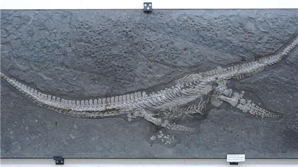 Forscher präsentieren urtümliches Meeresreptil aus Dino-Zeit Das Fossil des Reptils Plesionectes longicollum stammt aus einem Steinbruch in Baden-Württemberg.