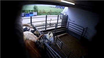 Blick in einen Schlachthof. Ein Mitarbeiter traktiert ein Rind mit einem Elektrotreiber.
