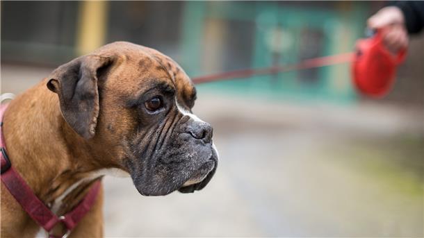 Bulldogge Sam wird am 06.02.2017 in Berlin an einer Leine gehalten.