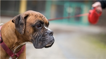 Bulldogge Sam wird am 06.02.2017 in Berlin an einer Leine gehalten.