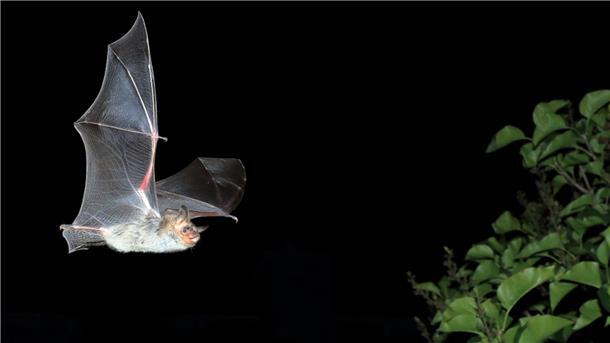Das Große Mausohr ist nicht nur eine streng geschützte Art, sondern auch unsere größte heimische Fledermaus. Foto: NABU/ Otto Schäfer