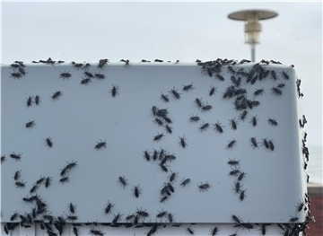 Das ist ein Foto des Parkscheinautomaten am Preußeneck. Die Insekten, mutmaßlich Haarmücken, scheinen am liebsten auf hellen Oberflächen zu sitzen.