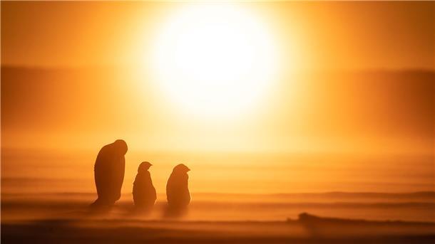 Kaiserpinguine in der Antarktis.