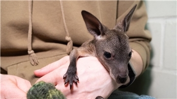 Das Känguru-Baby „Mäuschen“ lebt ein im Stralsunder Zoo derzeit in einem Jutebeutel.