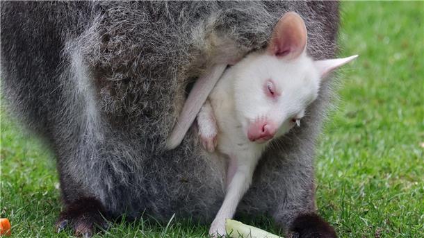 Das Kängurubaby Abigail im Beutel der Mutter im Vogelpark Marlow.