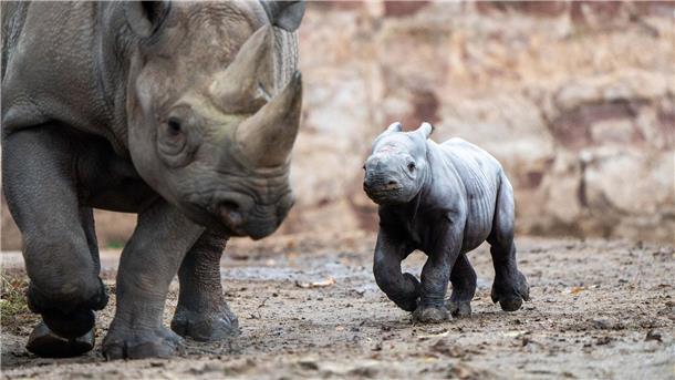 Tiergeburt gefilmt: Nashorn in englischem Zoo geboren Das kleine Nashornjunge läuft neben seiner Mutter im Chester Zoo.