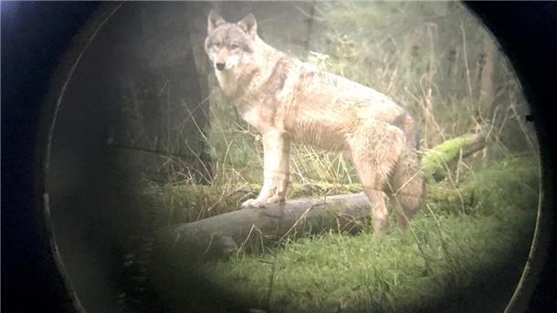Die Jagd ist eröffnet: Wer ist der Problemwolf? Das Land Niedersachsen hat eine Ausnahmegenehmigung für den Abschuss eines Wolfs im Landkreis Cuxhaven erteilt.