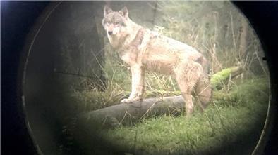 Das Land Niedersachsen hat eine Ausnahmegenehmigung für den Abschuss eines Wolfs im Landkreis Cuxhaven erteilt.