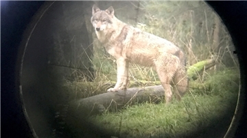 Die Jagd ist eröffnet: Wer ist der Problemwolf? Das Land Niedersachsen hat eine Ausnahmegenehmigung für den Abschuss eines Wolfs im Landkreis Cuxhaven erteilt.