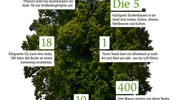 Klimaresilienz: Auswandererhaus soll grünes Dach erhalten Das leisten Straßenbäume.