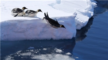 Das Meeresschutzgebiet ist die Heimat vieler Pinguine. (Symbolbild)