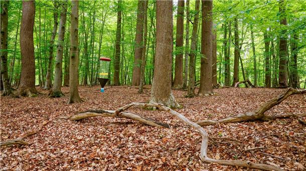 Biodiversitätsmonitoring in Wäldern ist gestartet Das Monitoring soll neue Erkenntnisse für den naturnahen Waldbau und den integrativen Waldnaturschutz liefern.