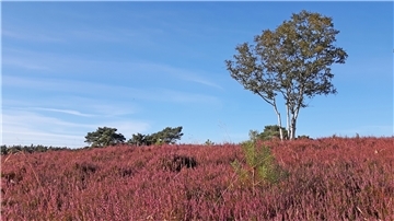 Das Naturschutzgebiet „Wolfsgrund“ bei Ahausen ist eines der größten zusammenhängenden Heidegebiete außerhalb der Lüneburger Heide. Aus dem „Wolfsgrund“ stammt Mähgut, dass auf Flächen übertragen wird, auf denen Heidelandschaften wieder hergestellt werden sollen.