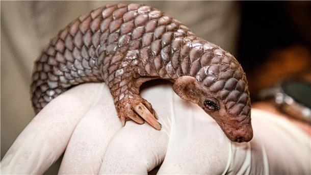 Das neugeborene Ohrenschuppentier liegt kurz nach seiner Geburt auf einer Hand in seinem Gehege im Prager Zoo.