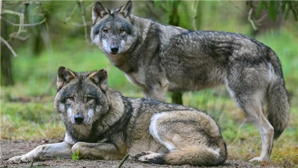 Wesermarsch: Lässt sich hier ein Wolfsrudel nieder? Das Niedersächsische Umweltministerium geht davon aus, dass sich über kurz oder lang auch in der Wesermarsch ein festes Wolfsrudel ansiedeln wird.