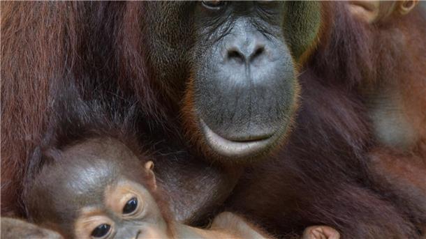 Das Orang-Utan-Weibchen Du hat mit der Adoption auch Experten überrascht.