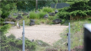 Das Pinguin-Gehege im Zoo von Rostock.