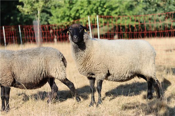 Das Rauhwollige Pommersche Landschaf steht auf der Liste der gefährdeten Haustie...