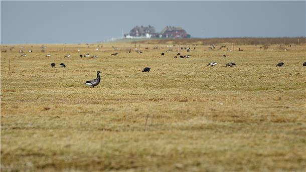 Ringelgänse bevölkern zu hunderten auf Hallig Hooge eine Wiese vor einer Warft. 