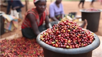 Das schwarzes Gold ist in Gefahr: Die Folgen der Klimakrise sind für die Kaffeeindustrie enorm.