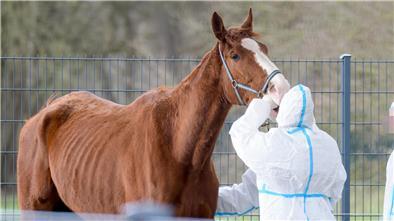 Pferd und Pfleger stehen auf einer Weide.