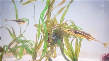 Seestichlinge mit Nest