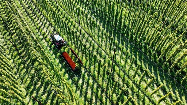 Weniger Bier? Klimawandel schmälert Hopfen-Ernte Das sich verändernde Klima stellt die Landwirte auch beim Anbau von Hopfen vor Herausforderungen.