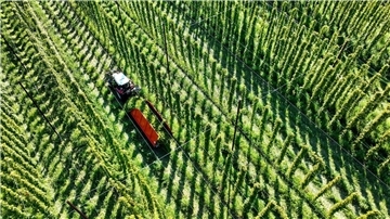 Das sich verändernde Klima stellt die Landwirte auch beim Anbau von Hopfen vor Herausforderungen.