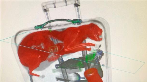 Flughafen-Mitarbeiter finden lebendige Katze in Koffer Das Sicherheitspersonal am John F. Kennedy Flughafen in New York hat eine Katze im Koffer eines Passagiers gefunden.
