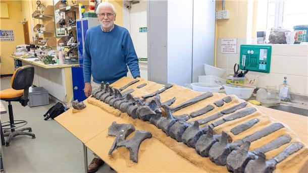 Rätsel auf dem Dino-Rücken Das sind die Knochen der Wirbelsäule des neu entdeckten Dinosauriers.