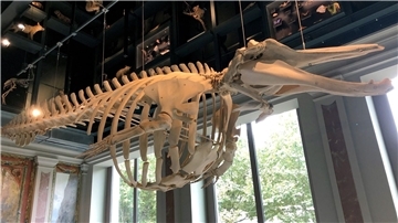 Das Skelett des Schnabelwals lag in Einzelteilen mehr als 100 Jahre in einem Raum des Museums.