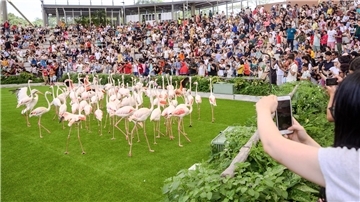 Das Sky-Amphitheater im Vogelpark „Bird Paradise“ mit 2.000 Plätzen war bei der Vogelpräsentation „Wings of the World“ gut gefüllt.