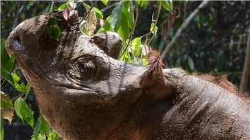 Das Sumatra-Nashorn ist die kleinste der fünf weltweit existierenden Nashorn-Arten.
