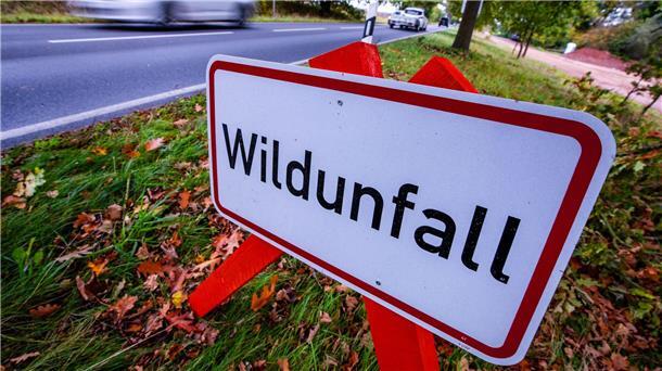 Hirsch durch Windschutzscheibe geschleudert - Mann tot Das Tier war zunächst von einem Auto erfasst worden. (Symbolbild)